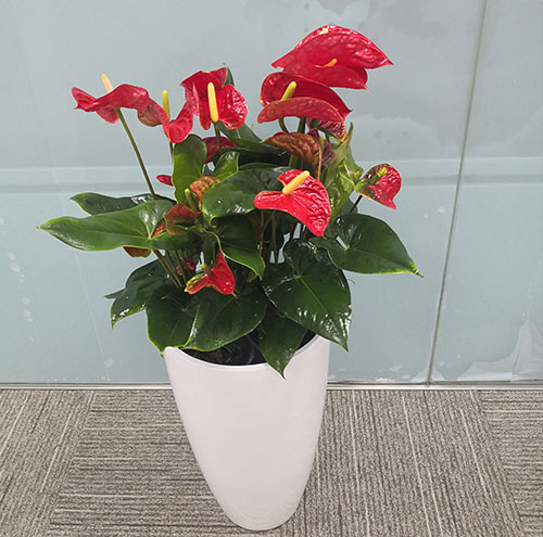 選擇花卉租賃服務時需注意哪些細節