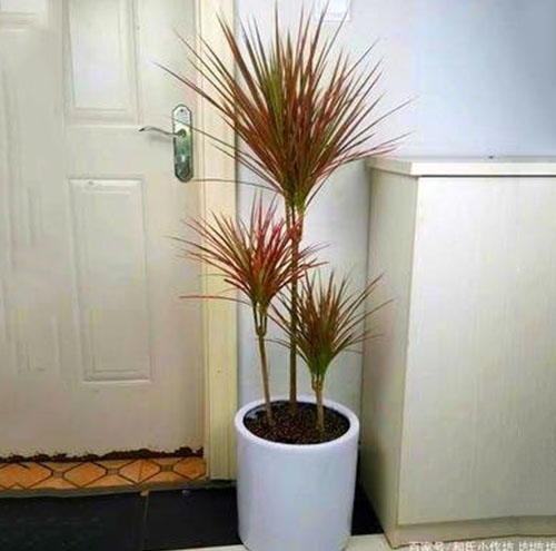 綠植出租的專業養護服務有哪些