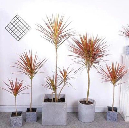 花卉租賃與季節(jié)變化的合理搭配