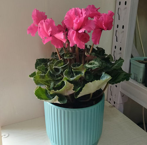 花卉租賃服務(wù)的優(yōu)勢有哪些你知道嗎