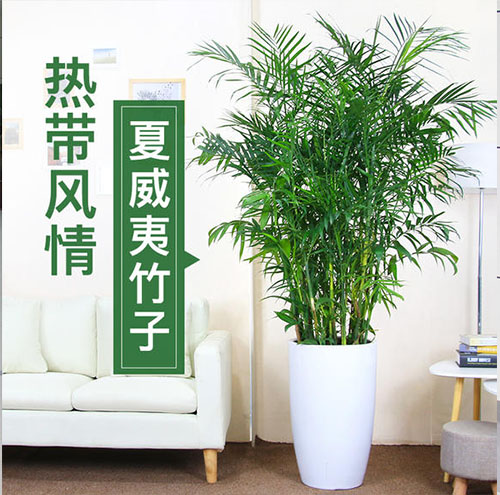 大型植物
