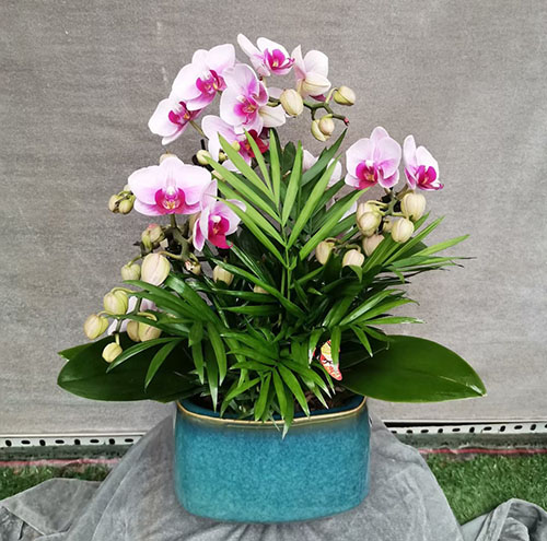 花卉租賃的常見類型有哪些你知道嗎