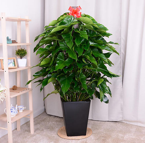 綠植出租能改善辦公室空氣質(zhì)量嗎