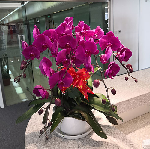 花卉租賃如何滿足不同辦公空間的需求