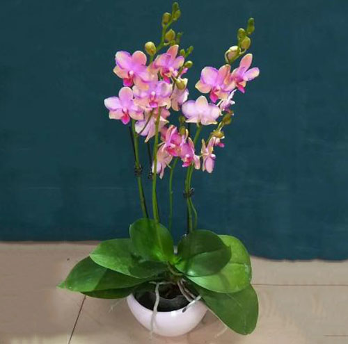 租花公司是否適合家庭使用