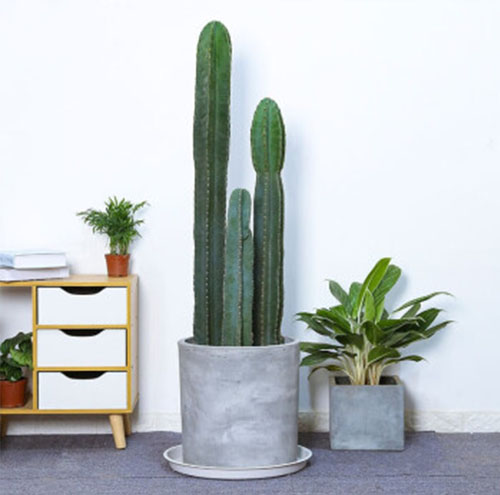 如何根據(jù)公司風(fēng)格選擇綠植租賃方案