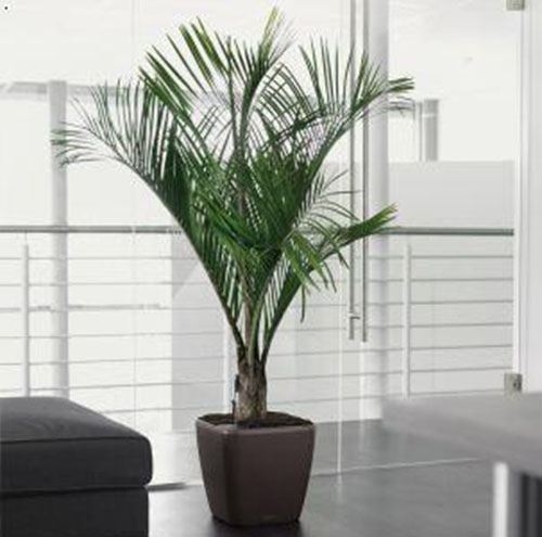 綠植租賃的植物品種如何選擇