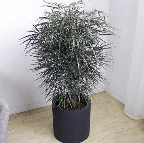 綠植租擺如何提升企業(yè)形象