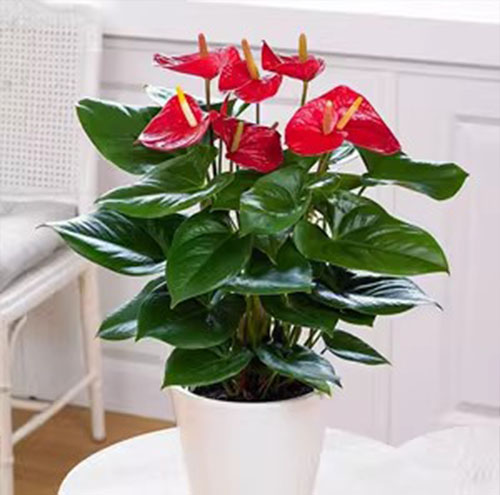 花卉租賃在商業空間中的應用