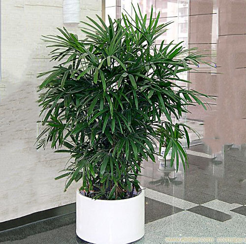 租花服務(wù)如何支持大型活動布置