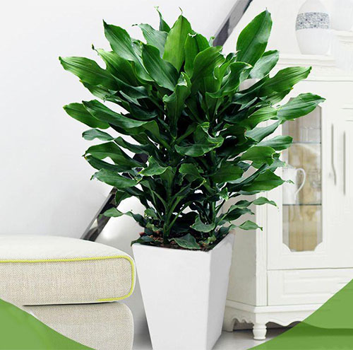 如何選擇辦公室花卉租賃的綠植種類