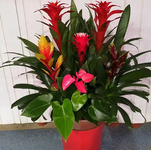 為什么越來越多的公司選擇綠植租擺