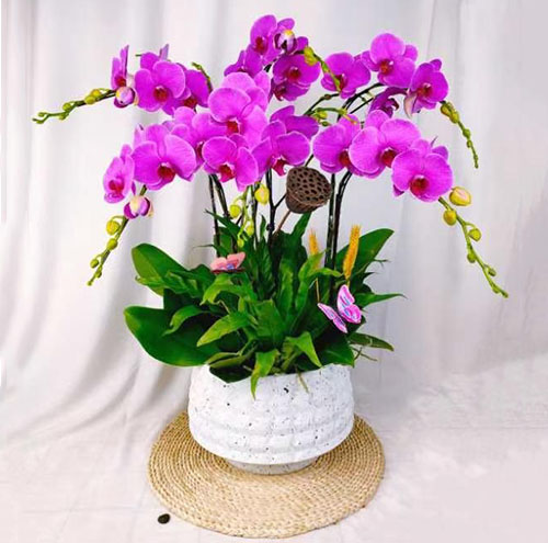 花卉租賃如何改善工作空間的空氣質量-1102