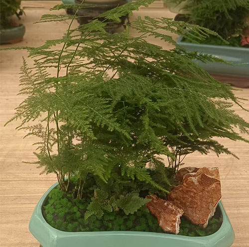 企業(yè)選擇花卉出租服務的理由