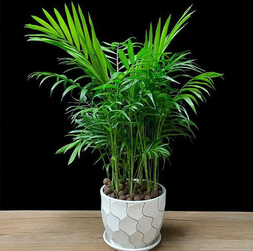 租花服務(wù)是什么,如何選擇合適的租花公司