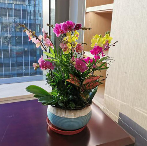 租賃花卉的價格如何確定