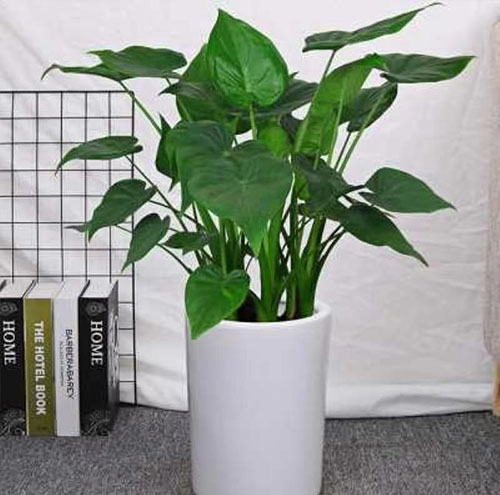 如何根據空間設計選擇花卉租賃方案