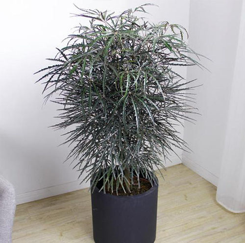 園林綠化工程如何選擇植物材料