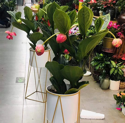 花卉出租在節(jié)慶活動(dòng)中的使用效果