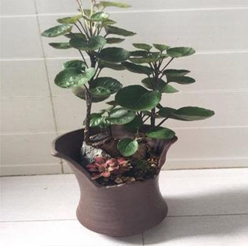 綠植租擺可以有效減少室內污染嗎