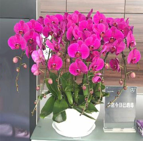 如何根據(jù)季節(jié)選擇花卉出租