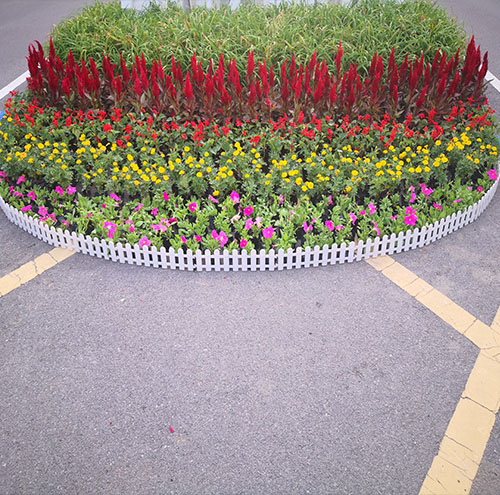 園林綠化中常見的植物種類與應用