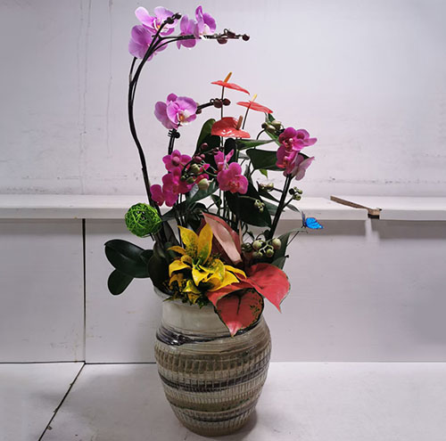 租賃綠植如何避免植物枯死