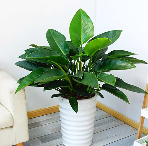 園林綠化工程項(xiàng)目管理的關(guān)鍵要素